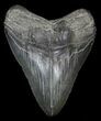 Serrated Fossil Megalodon Tooth - South Carolina #31055-1